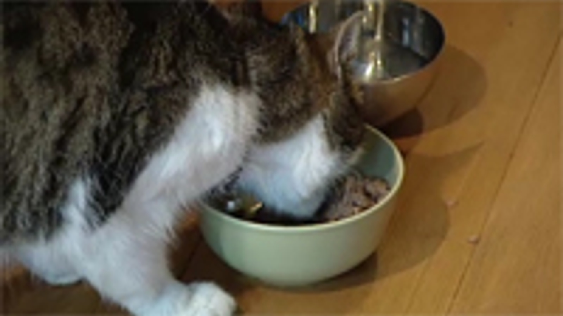 TS_Kattenbakvulling.jpg