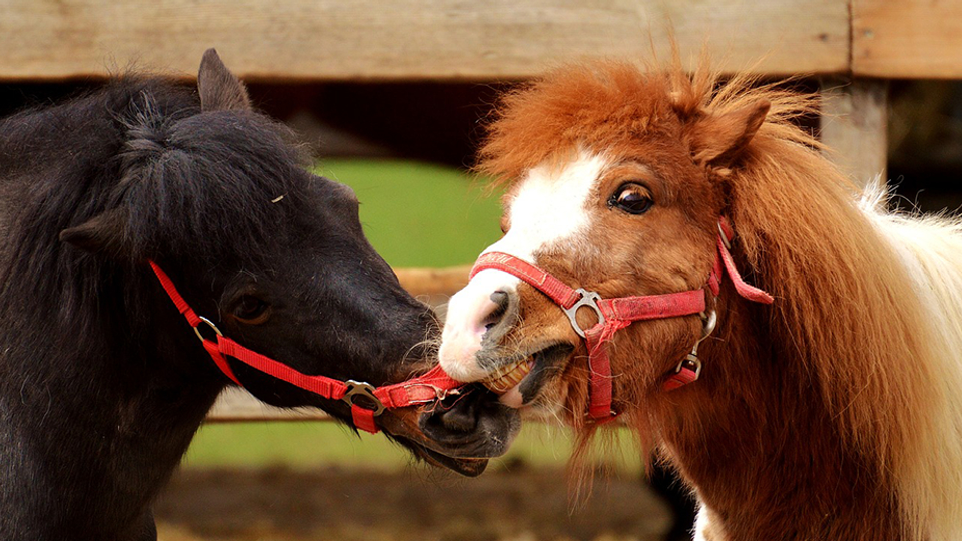 pony paarden 930