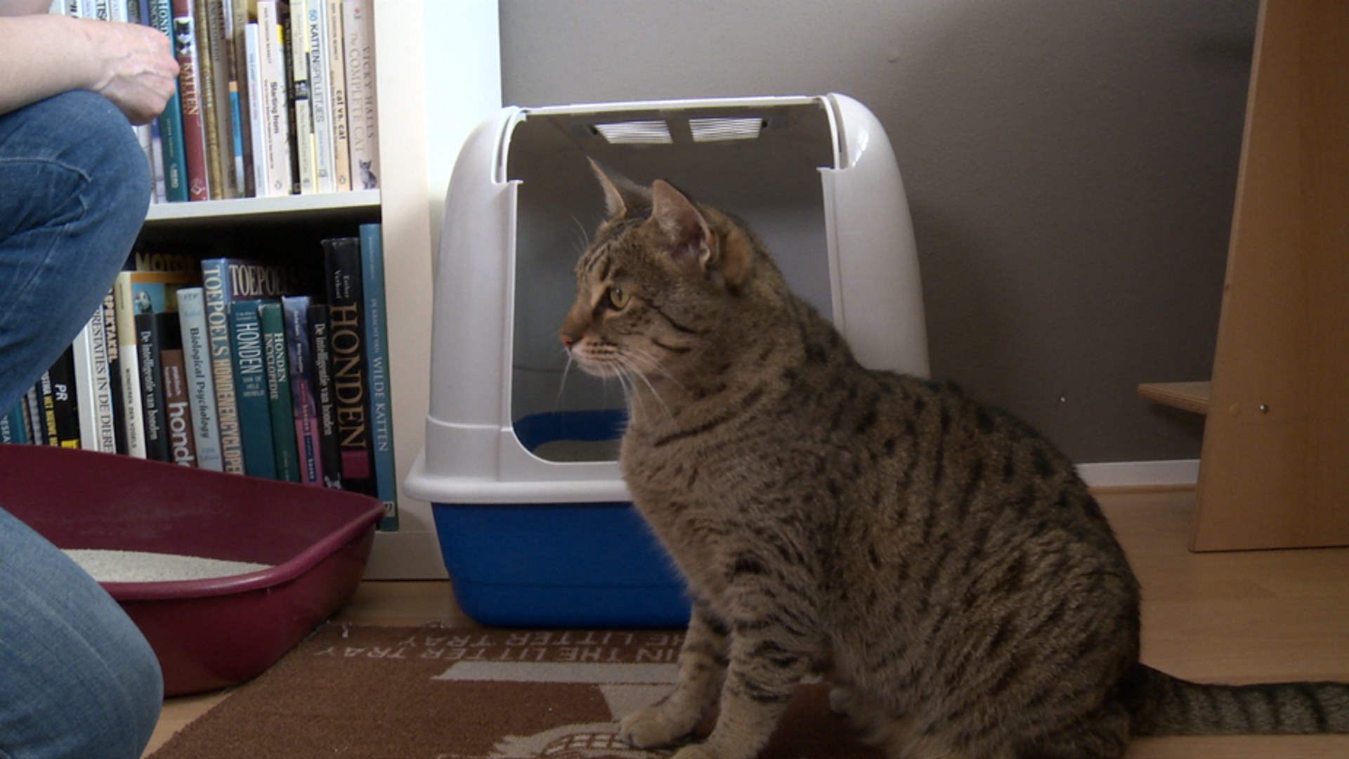 HG kattenbak 930x520