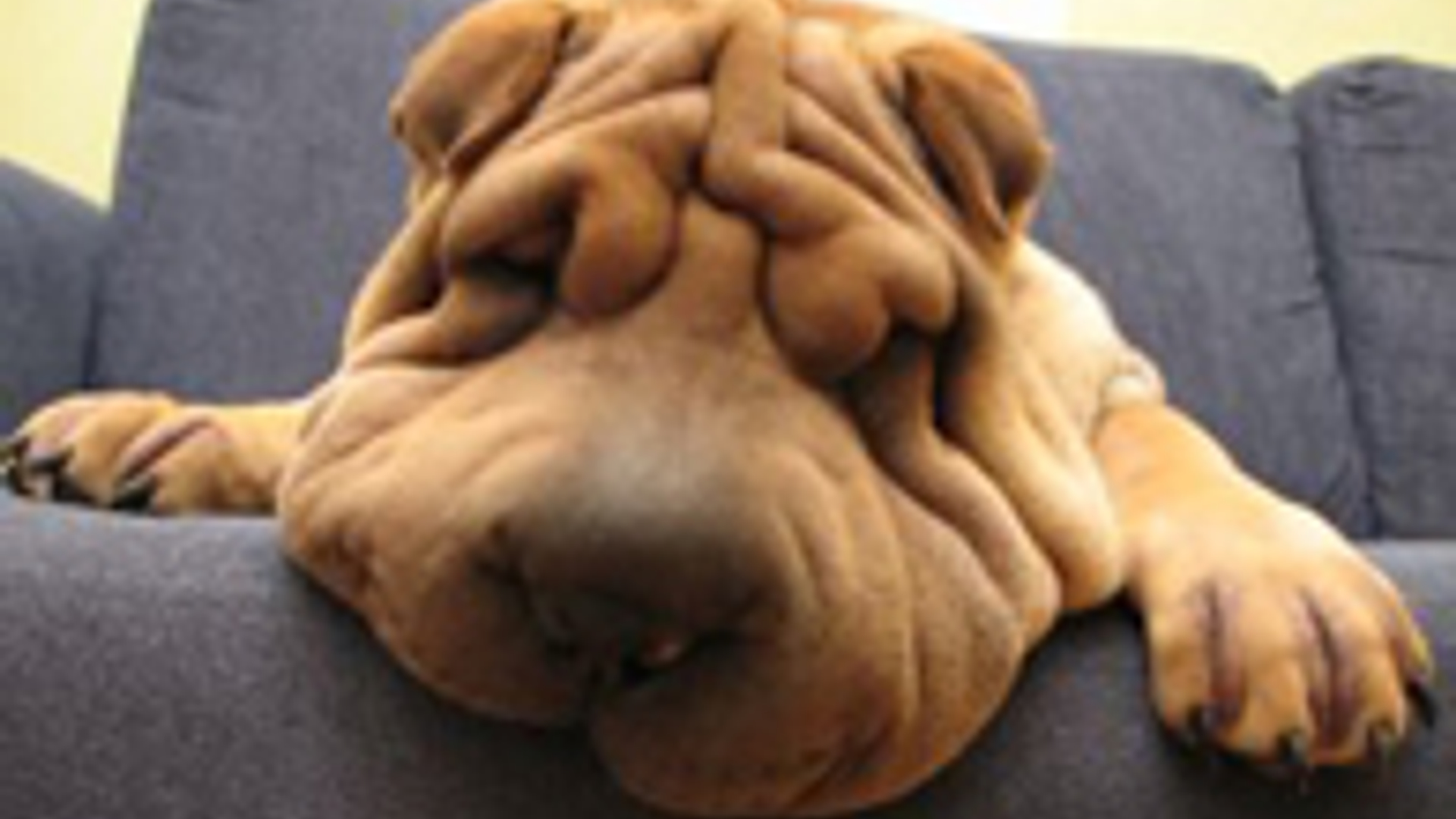 Shar_pei.jpg