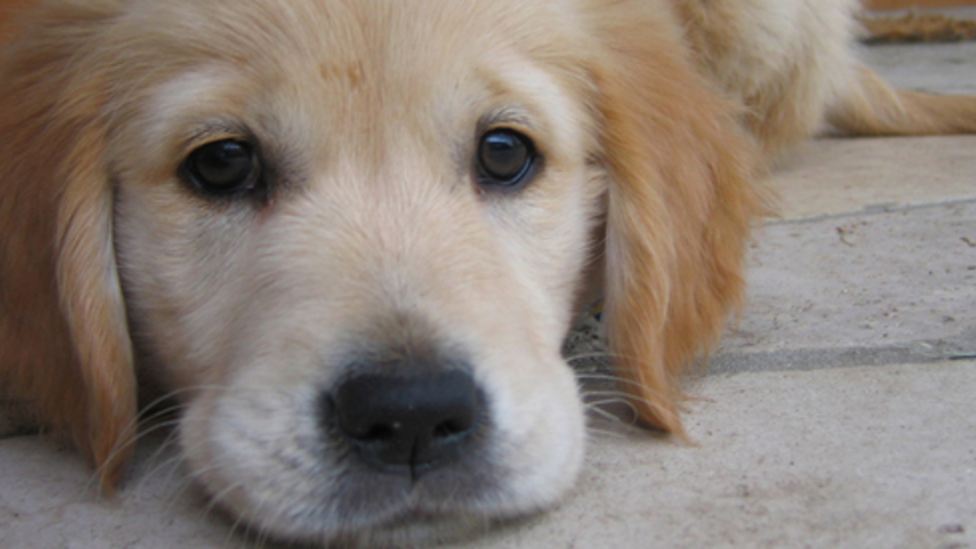 puppy-goldenretriever_01.jpg