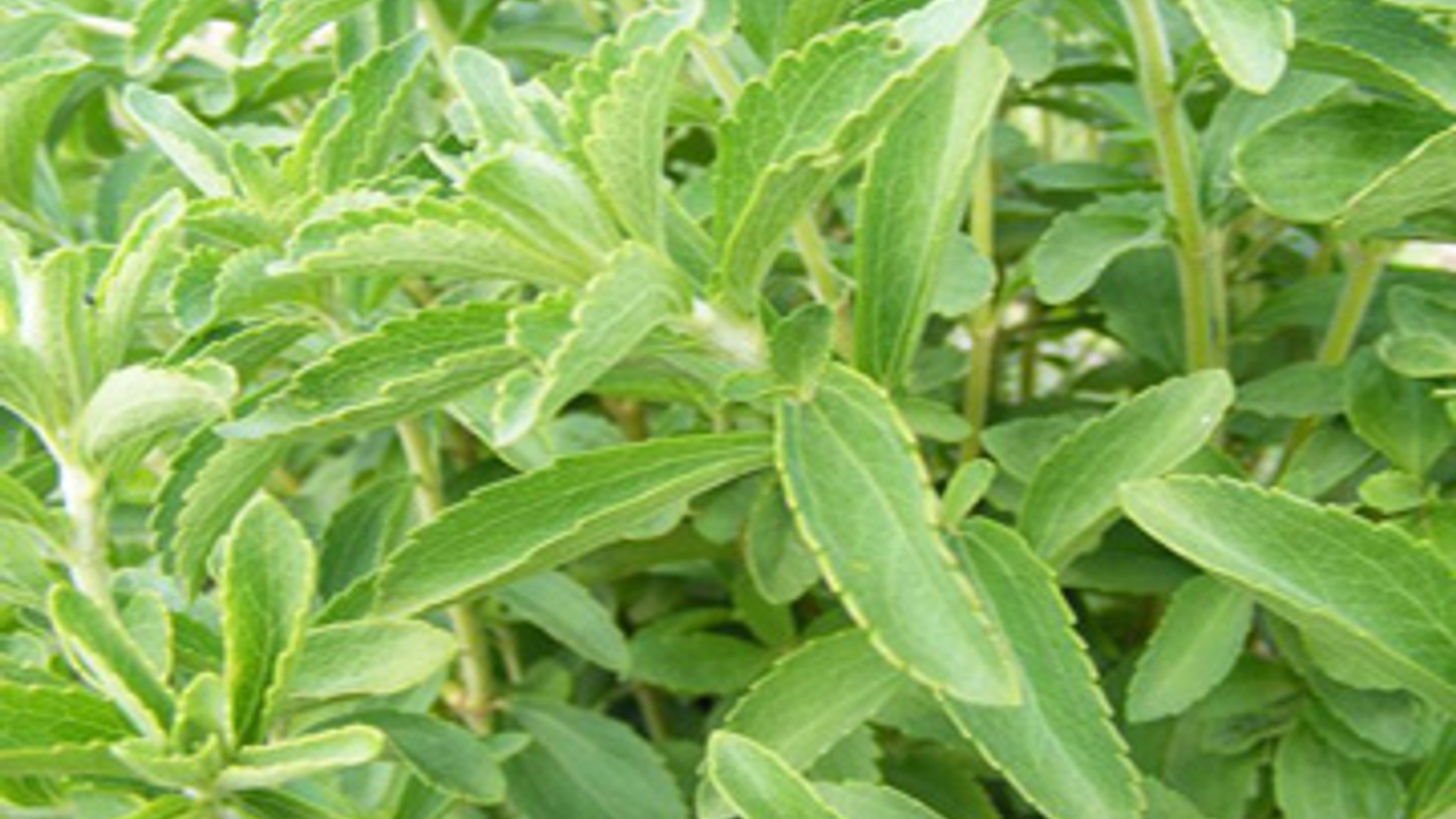 Stevia-plant-groot_02.jpg