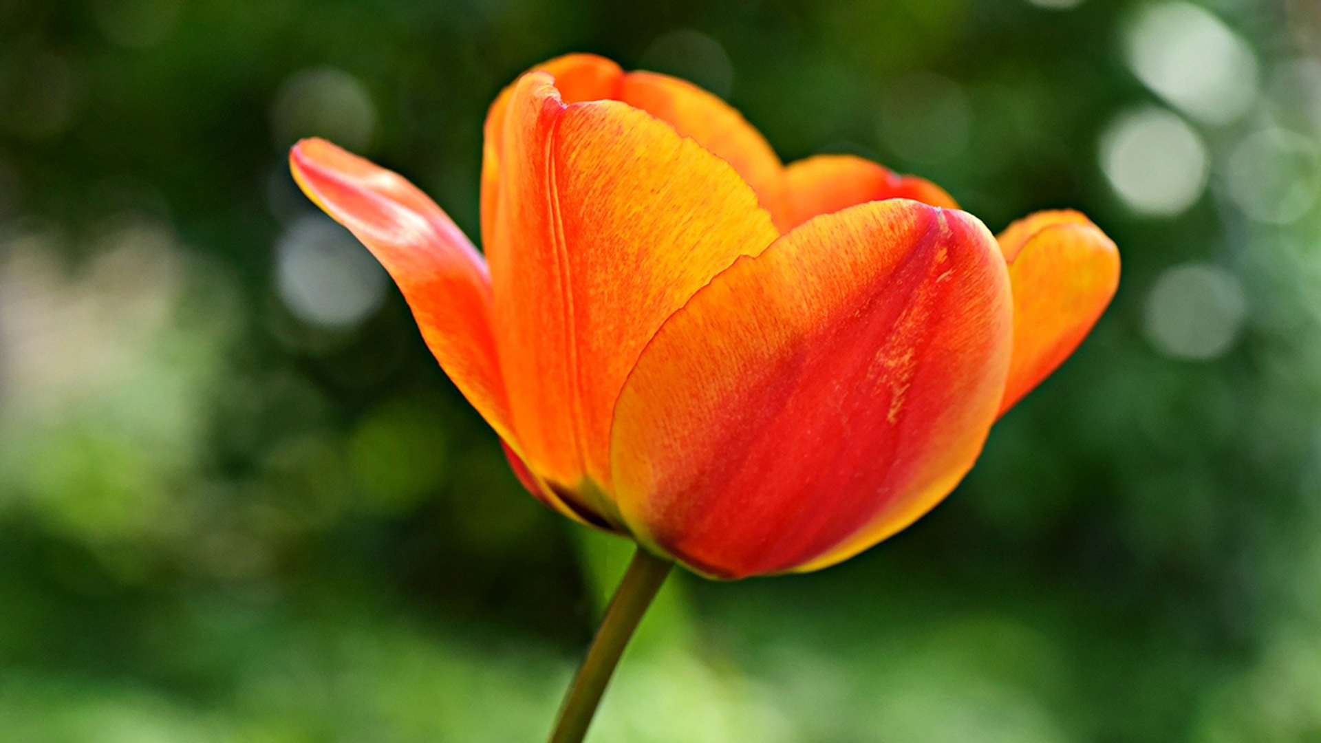 koningsdag oranje tulp 1127