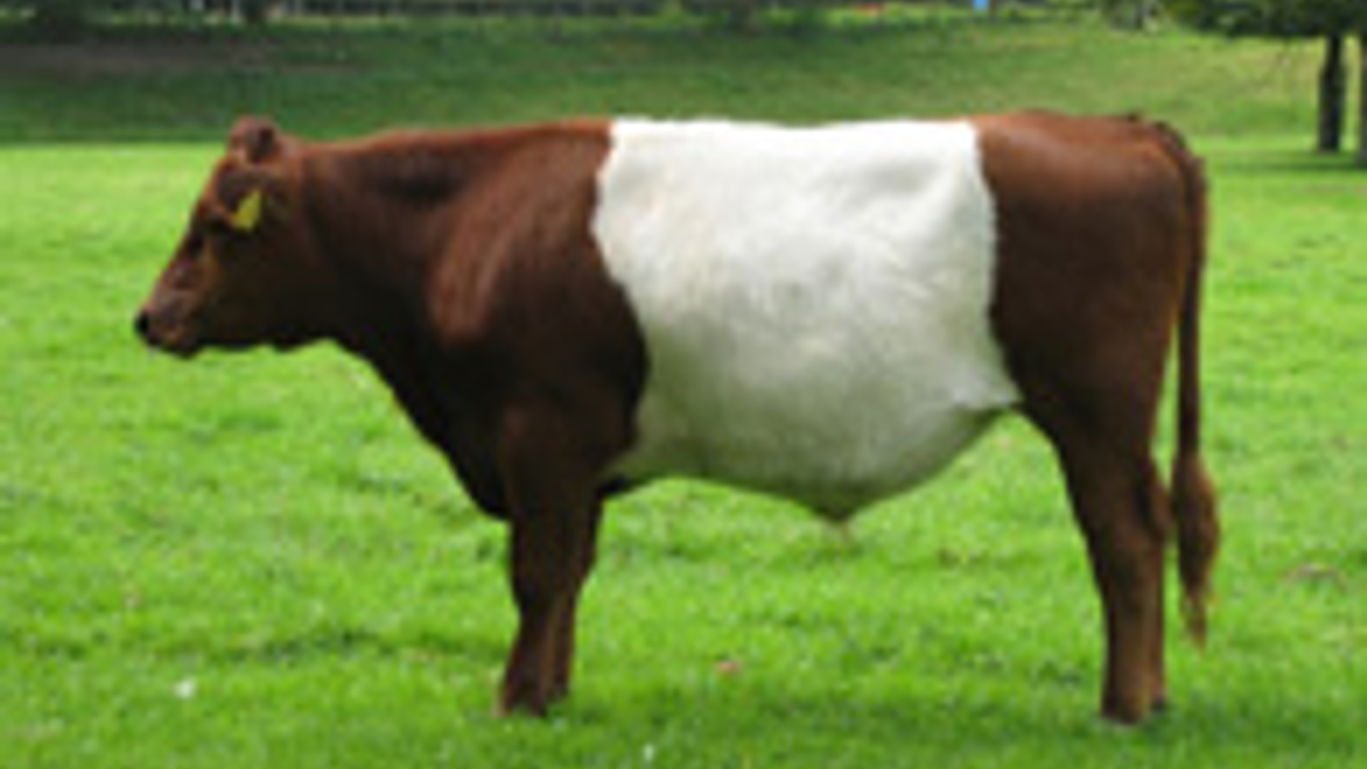 koe2.jpg
