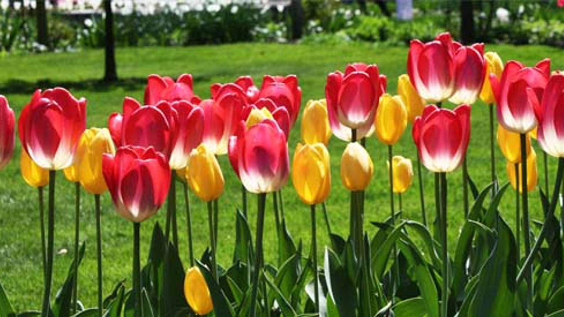 tulpen_02.jpg