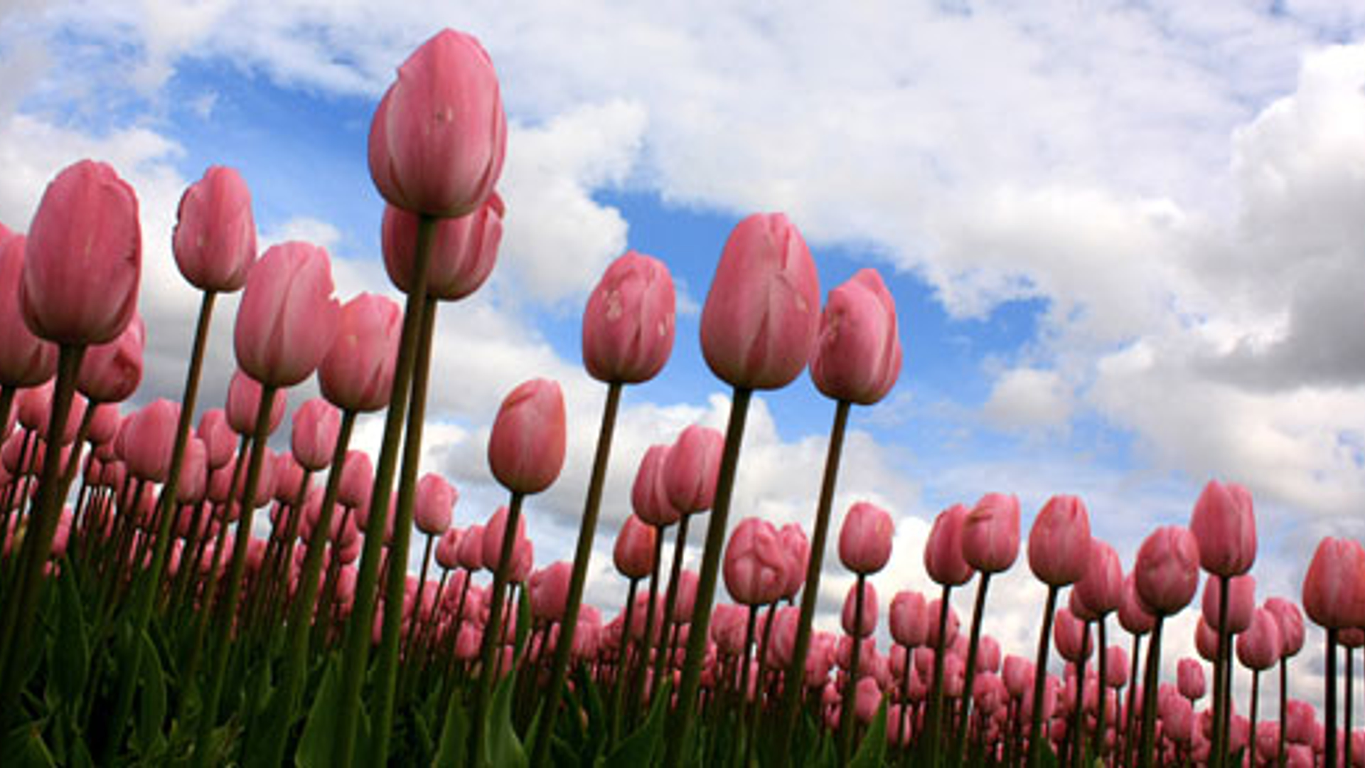 Tulpen_nederland_02.jpg