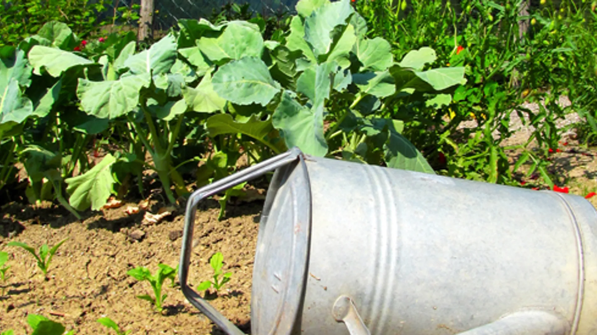 moestuin_01.jpg
