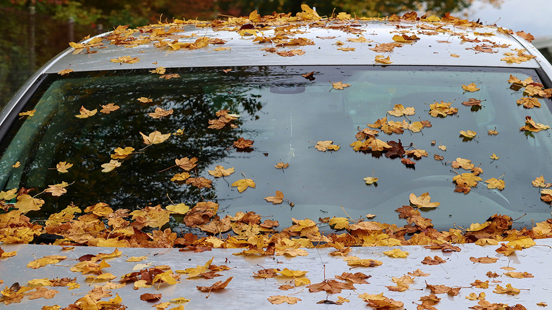 Auto herfst (1127x634)