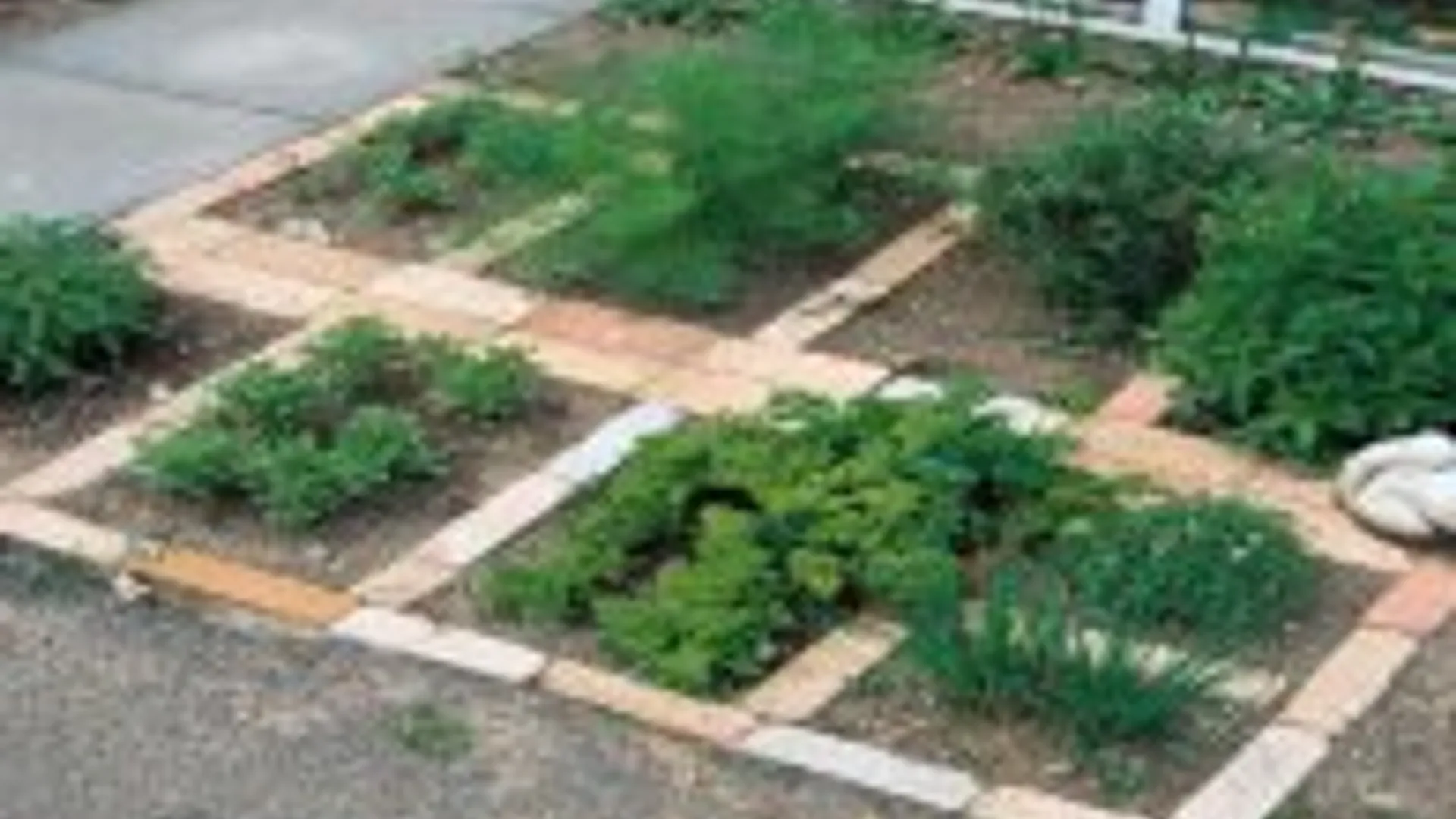 groententuin_planten_.jpeg