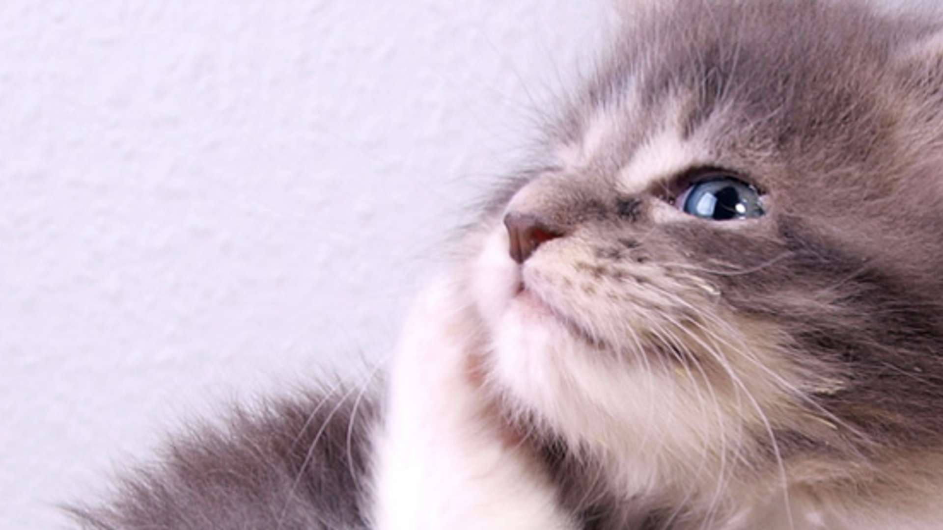 kat huisdier poes 930 x 310