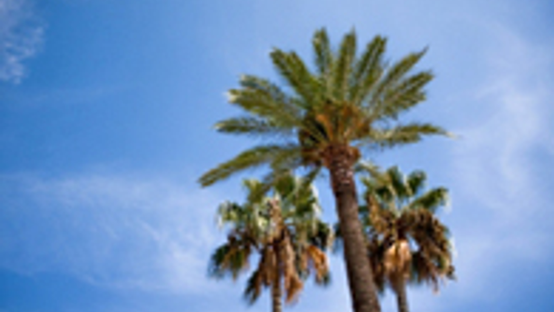 palm-boom_01.jpg