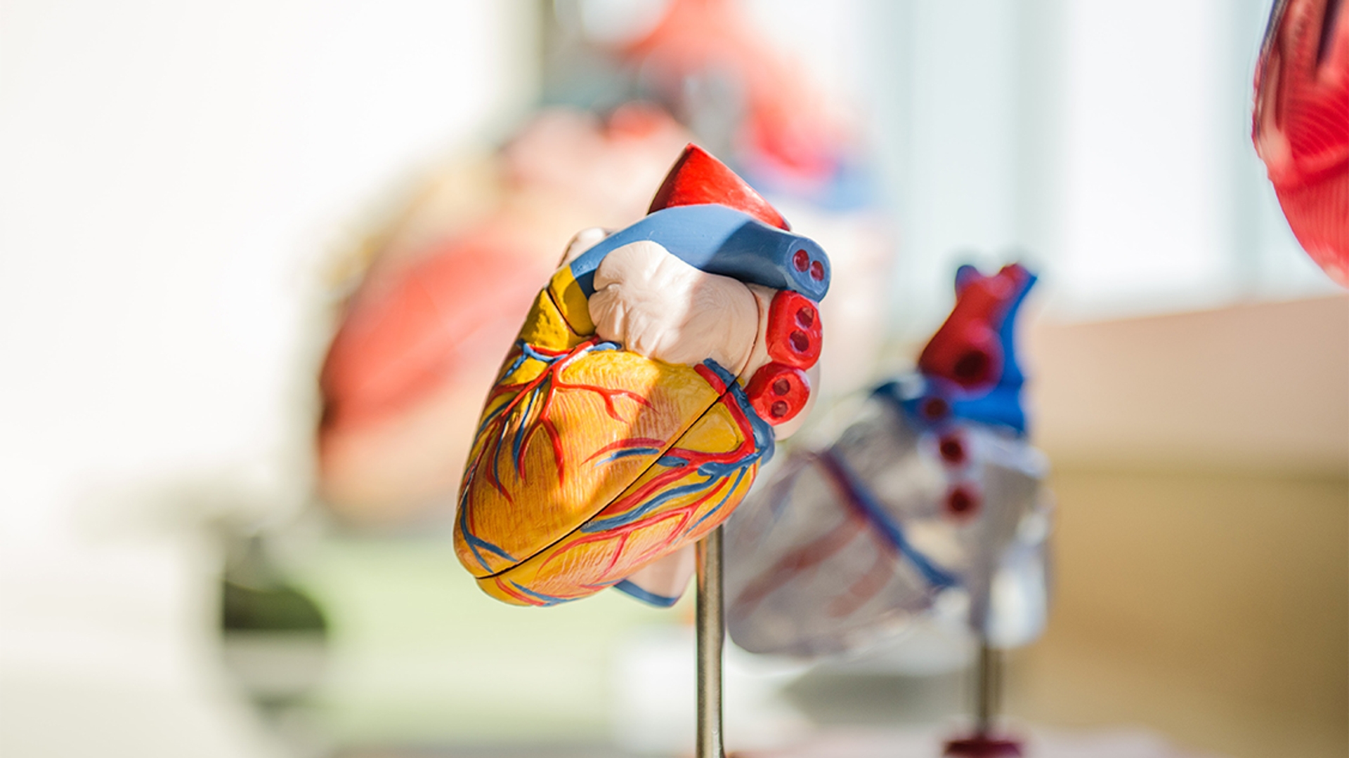 hart anatomie mens model orgaan donatie 1127