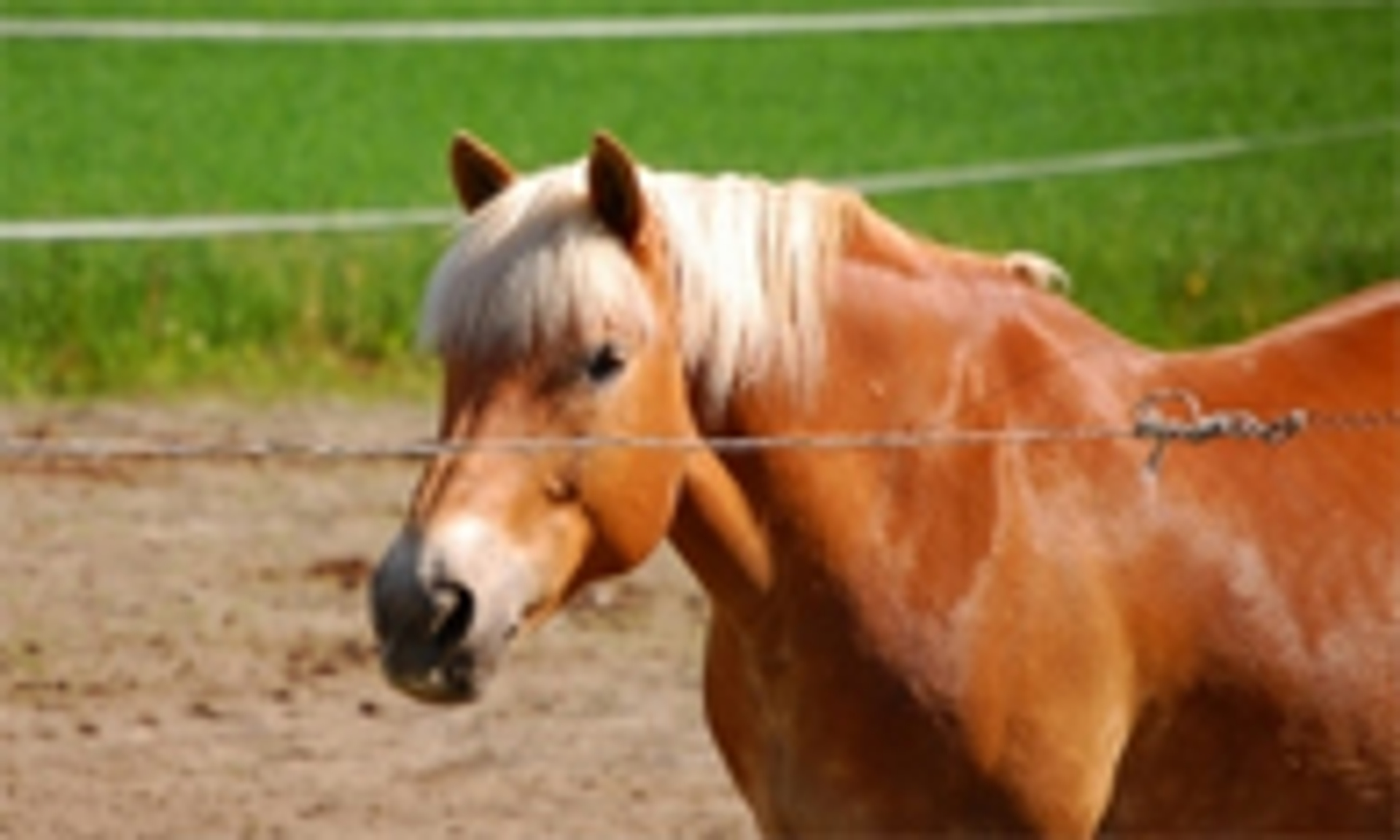 Afbeelding van 'Wet voor paardenbezitters nodig'