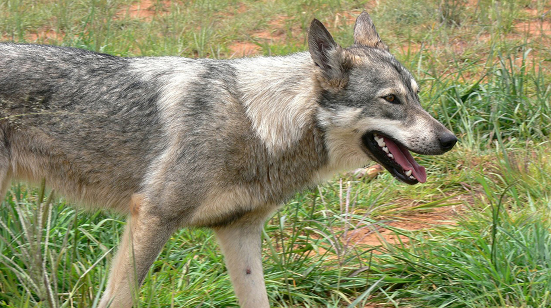 Afbeelding van Toename in meldingen over hondsdolheid