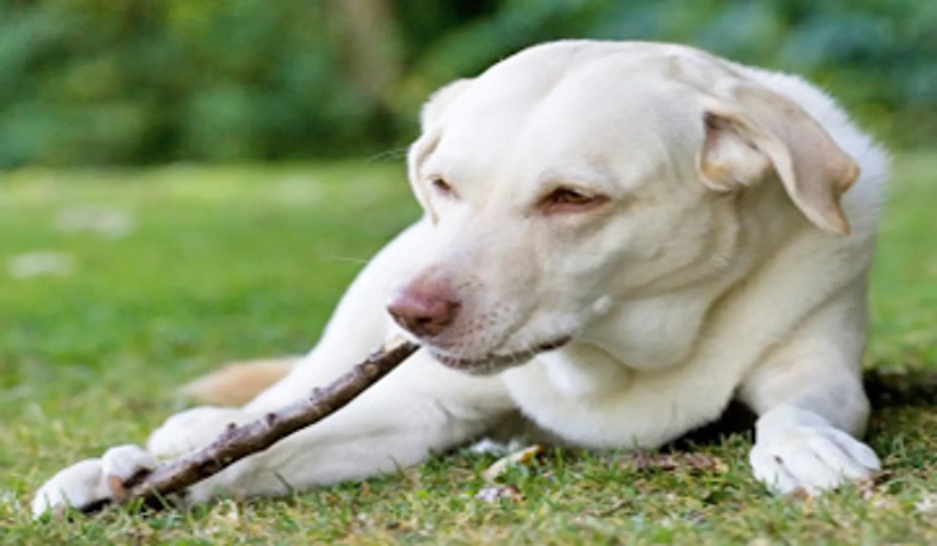 Afbeelding van Bleker wil chip bij alle honden