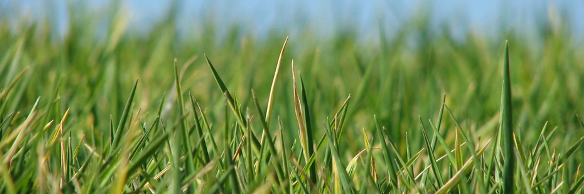 Afbeelding van Meer last van hooikoorts door piekperiode graspollen