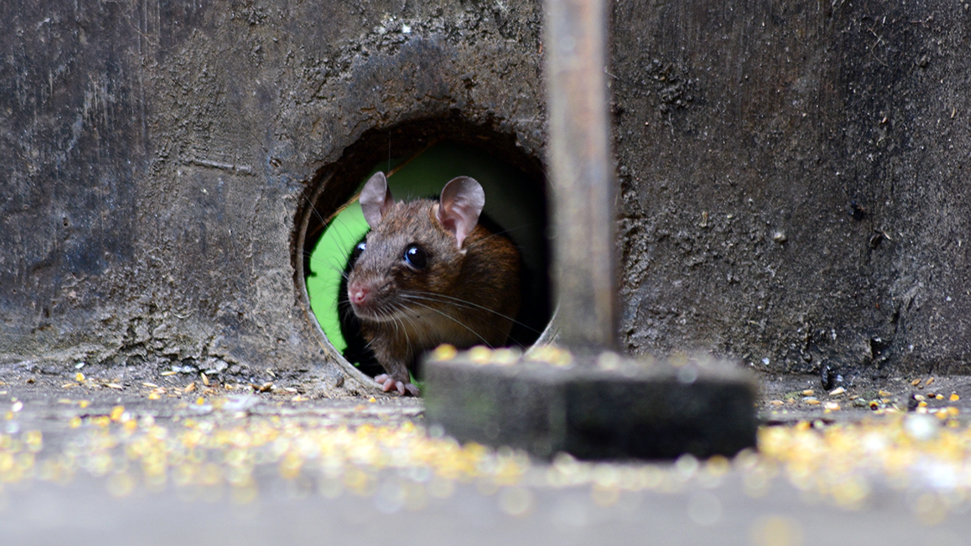 Afbeelding van Zo houd je muizen buitenshuis deze winter!