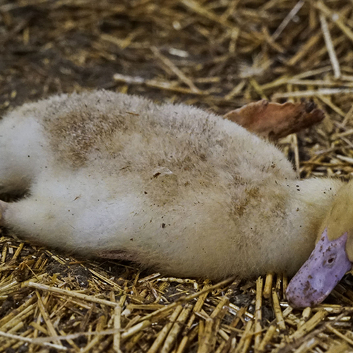 Extra Info: Het dierenleed dat achter jouw donzen jas schuilt