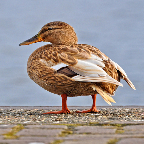 Eendenboerderij Kamperveen getroffen door vogelgriep