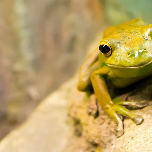 Lolbroeken pakken weer uit
