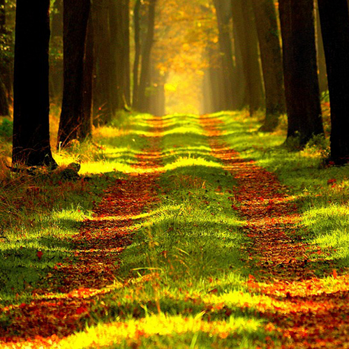 Bomen bedreigen mensen