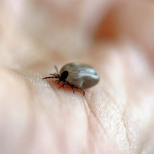 Steeds meer mensen besmet met ziekte van Lyme