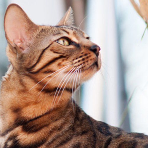 Kattenverjager mag blijven piepen