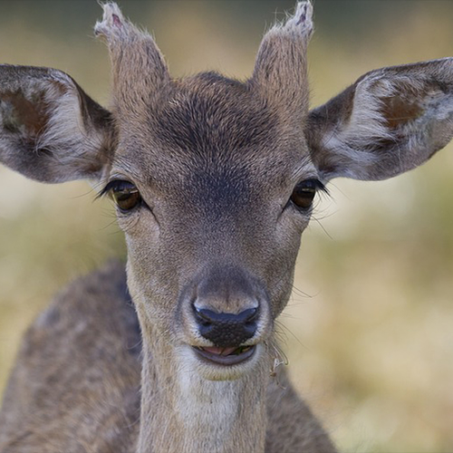 Met Staatsbosbeheer naar de grote grazers