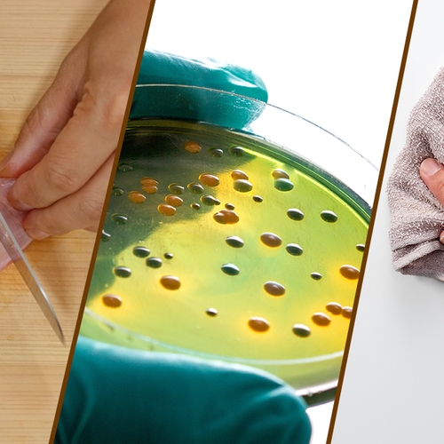 Afbeelding van Vieze wc-bril, vaatdoek en smartphone: hoe schadelijk zijn bacteriën?