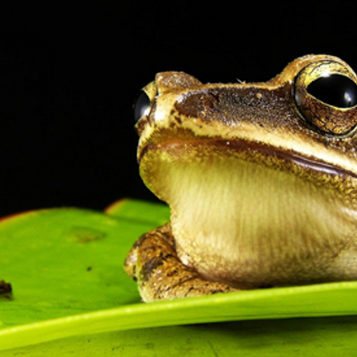 'Dierenleed en eco-schade door kikkerbillen'