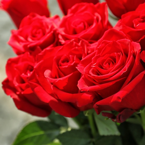 Online een bosje rozen kopen voor Valentijnsdag? Vergelijken loont