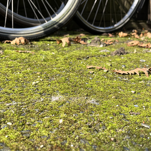 Groene aanslag op de tegels in je tuin? Zó kun je dat verwijderen