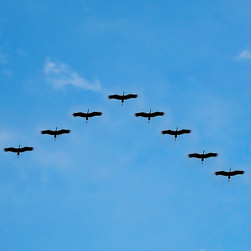 Vogelbescherming tegen grotere luchthaven