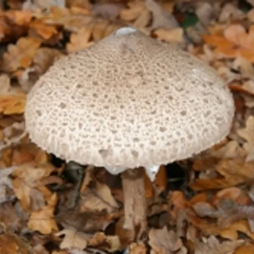 Kamp wil einde aan malafide champignonteelt