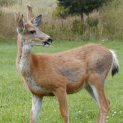 Meer damherten in Noord- en Zuid-Holland