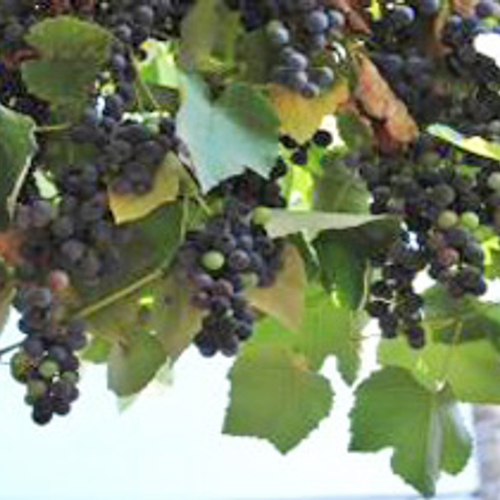 Frankrijk verwacht kleinere druivenoogst