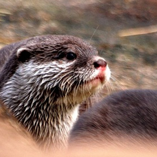 Een derde van otters in Nederland doodgereden