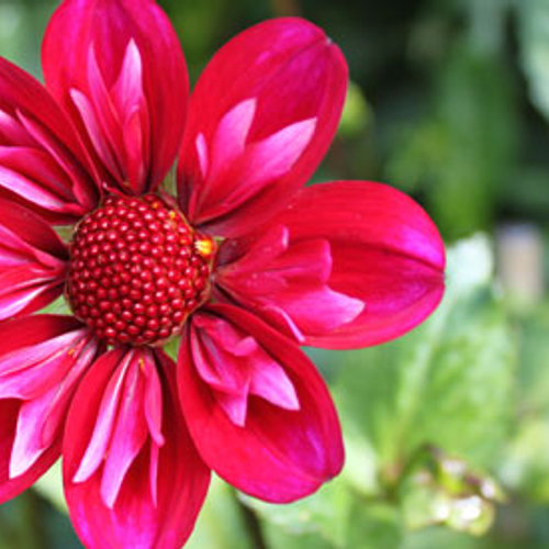 Floriade trok ruim 2 miljoen bezoekers