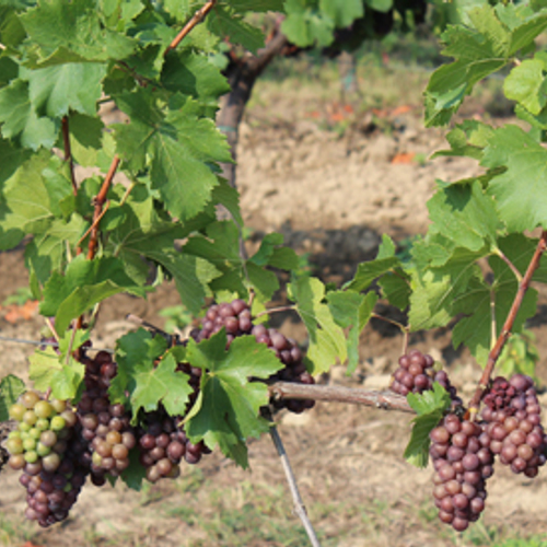 Oogst wijngaarden nog lager dan gedacht