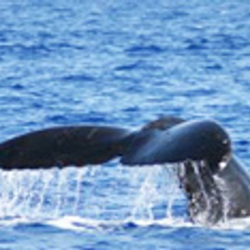 Walvisvlees ligt nog gewoon in Rotterdam