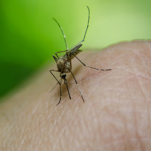 Opzettelijk besmetten voor test malariavaccin