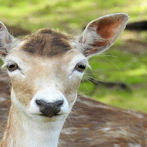 Zomertijd verhoogt kans op aanrijding met wild