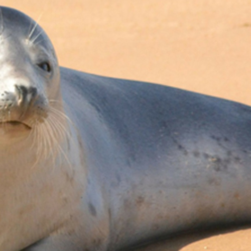 Zeehondencentra: laat pups met rust