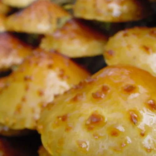 Keurmerk voor champignonkweker