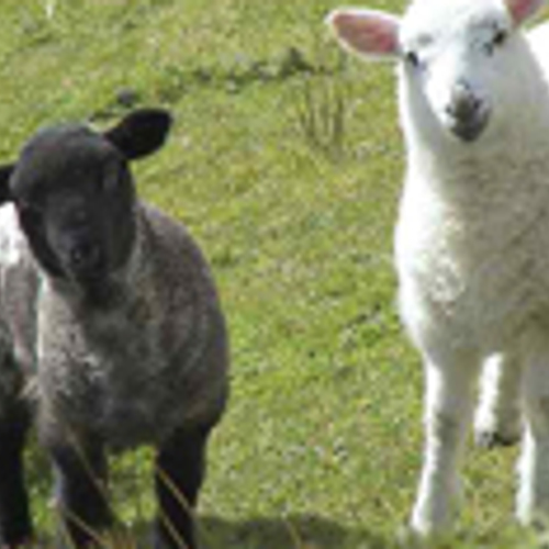 Kinderboerderij waarschuwt voor schapen aaien