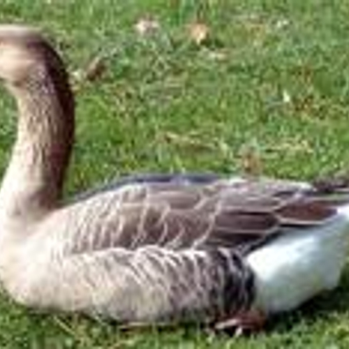 'Grote horecaketens halen foie gras van kaart'