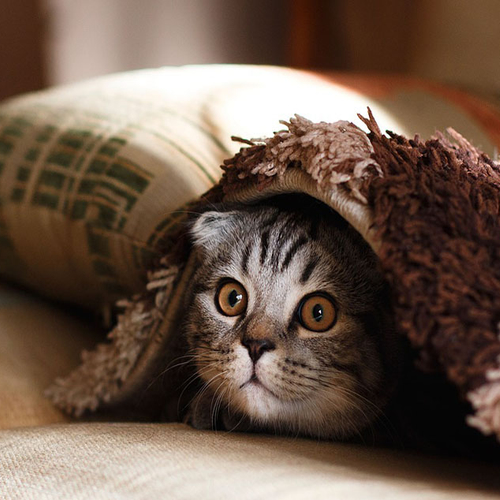 Help je huisdier oud en nieuw door met deze tips!