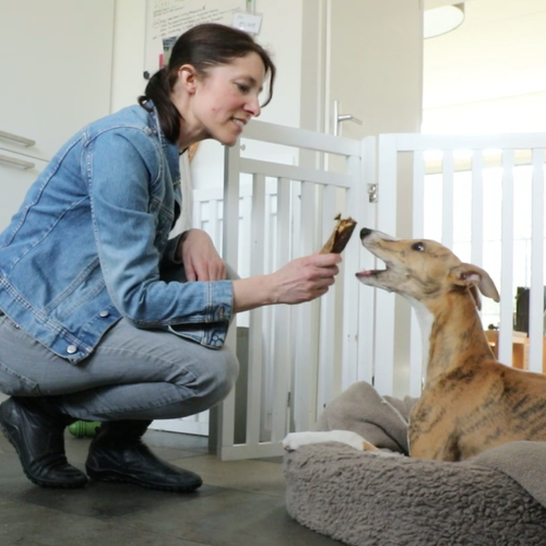 Hoe kan ik mijn hond zorgeloos alleen laten?