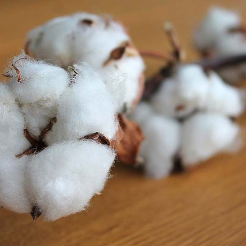 Meeste topmerken mijden duurzame katoen