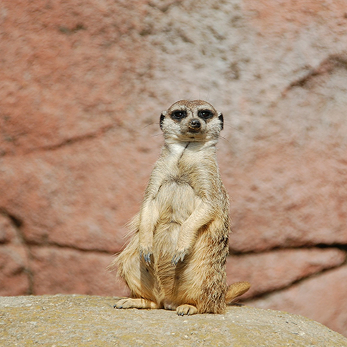 Miljoen bezoekers zoo Emmen in half jaar tijd